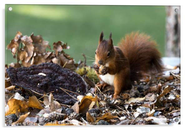 red squirrel in the garden Acrylic by Chris Willemsen
