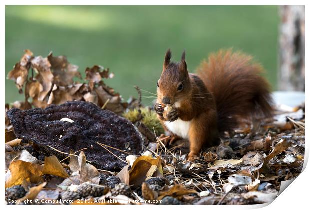 red squirrel in the garden Print by Chris Willemsen