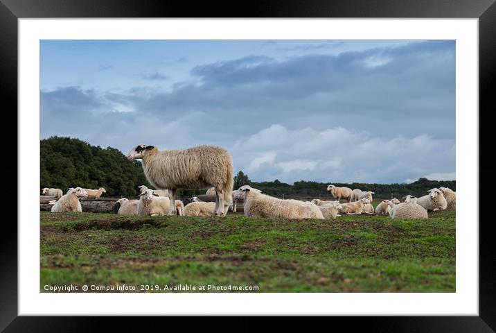 herd of sheep in holland Framed Mounted Print by Chris Willemsen