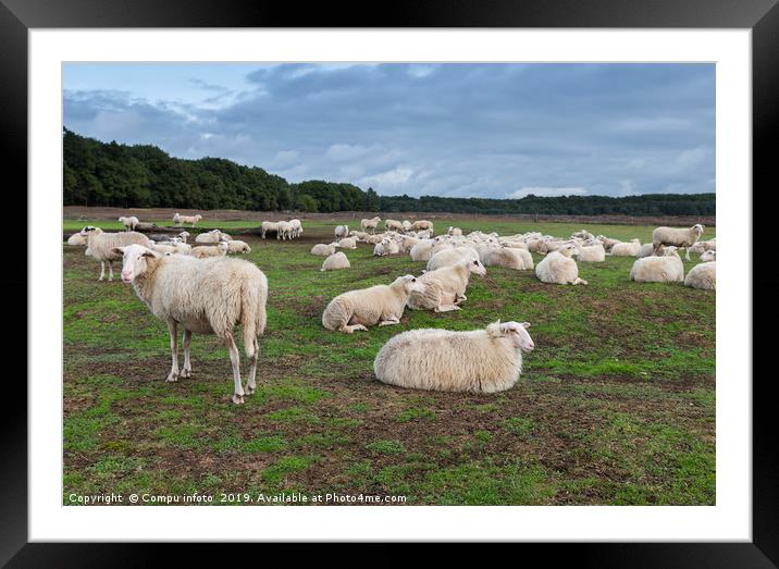 herd of sheep in holland Framed Mounted Print by Chris Willemsen