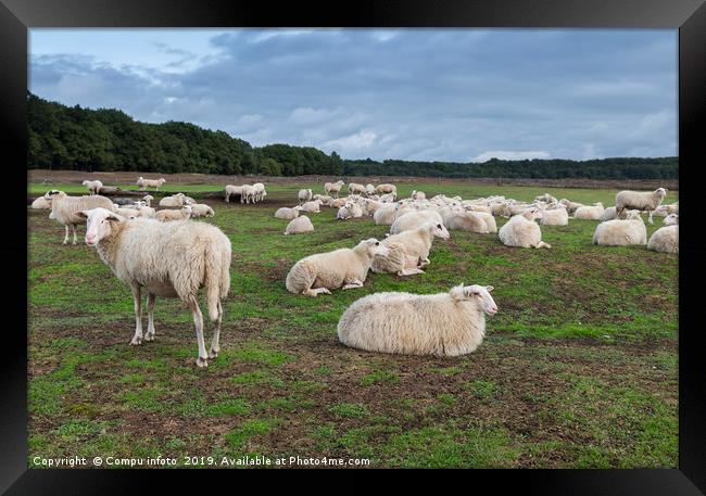 herd of sheep in holland Framed Print by Chris Willemsen