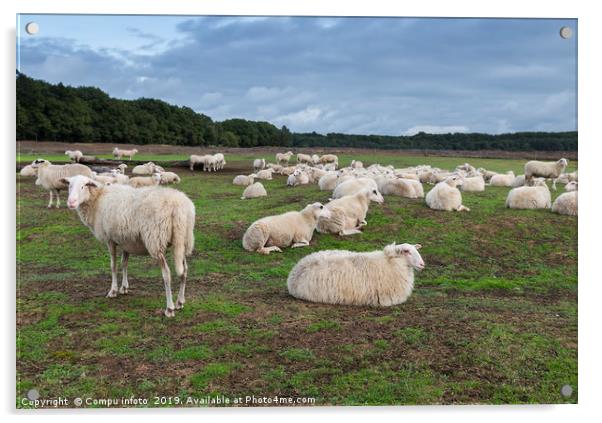herd of sheep in holland Acrylic by Chris Willemsen