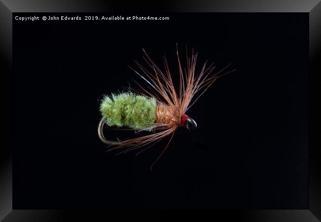 Green Caddis Nymph Trout Fly Framed Print by John Edwards