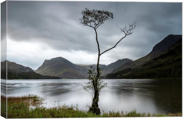 Buttermere lone tree at dawn Canvas Print by Robbie Spencer