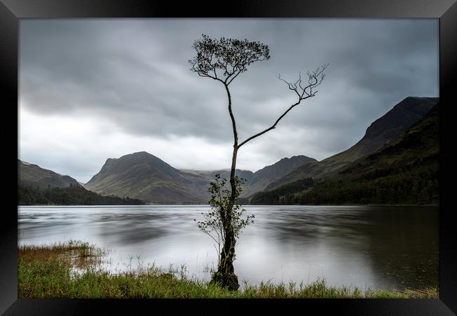 Buttermere lone tree at dawn Framed Print by Robbie Spencer