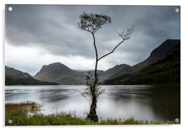 Buttermere lone tree at dawn Acrylic by Robbie Spencer