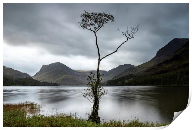 Buttermere lone tree at dawn Print by Robbie Spencer