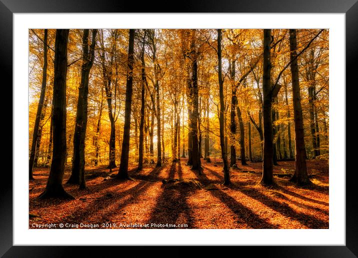 Golden Autumn Forest Framed Mounted Print by Craig Doogan