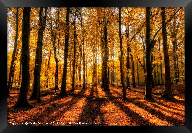 Golden Autumn Forest Framed Print by Craig Doogan