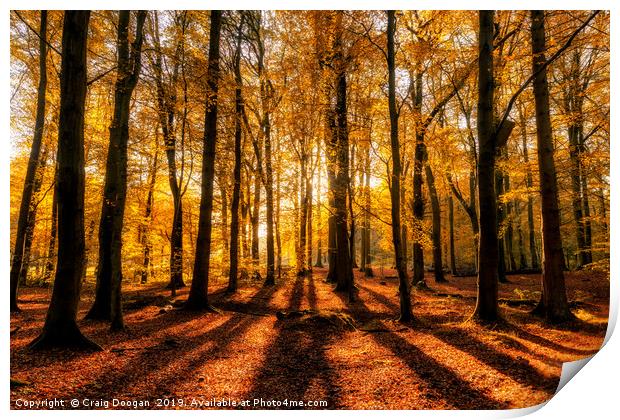 Golden Autumn Forest Print by Craig Doogan