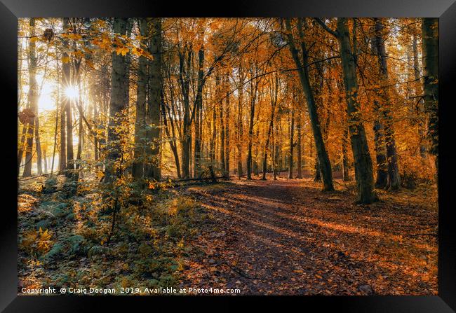 Golden Autumn Forest 2 Framed Print by Craig Doogan