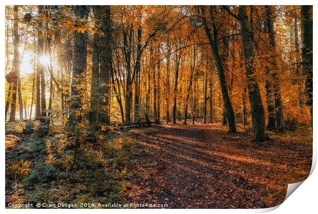 Golden Autumn Forest 2 Print by Craig Doogan