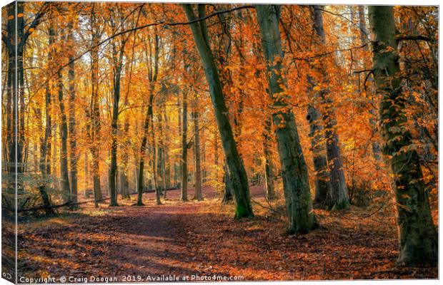 Autumn Colours at Templeton Woods Canvas Print by Craig Doogan