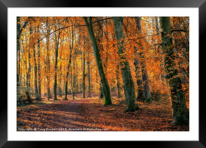 Autumn Colours at Templeton Woods Framed Mounted Print by Craig Doogan