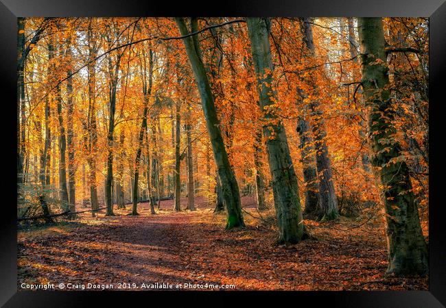 Autumn Colours at Templeton Woods Framed Print by Craig Doogan