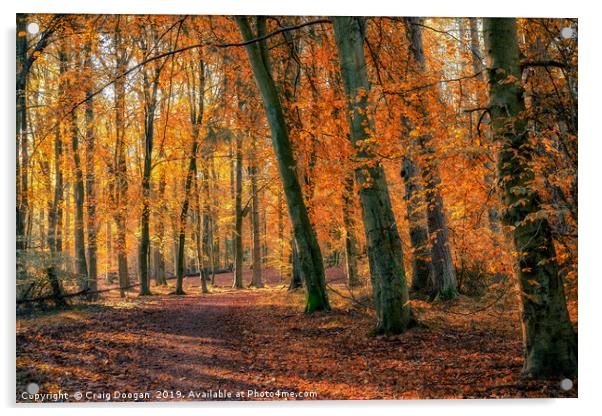 Autumn Colours at Templeton Woods Acrylic by Craig Doogan