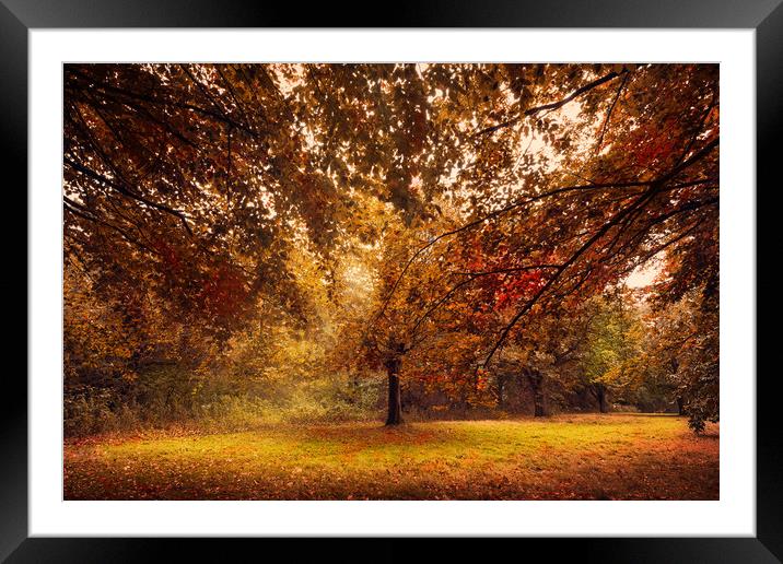 Autumn Branches Framed Mounted Print by Svetlana Sewell