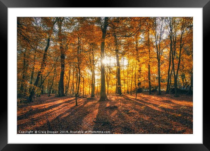 Golden Hour Forest Scotland Framed Mounted Print by Craig Doogan
