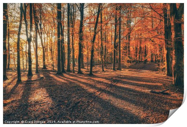 Autumn at Templeton Woods Print by Craig Doogan