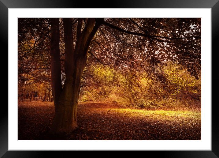 Under Autumn Branches Framed Mounted Print by Svetlana Sewell