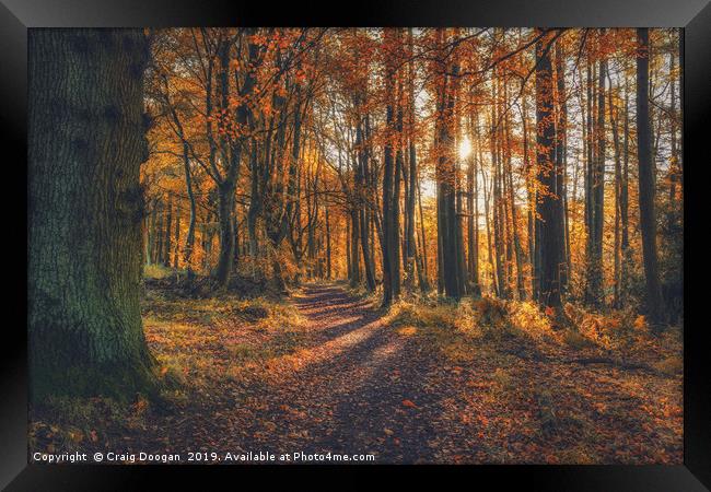 Golden Forest - Dundee Scotland Framed Print by Craig Doogan