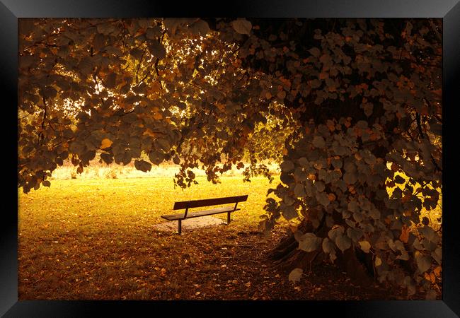 Autumn Bench Framed Print by Svetlana Sewell