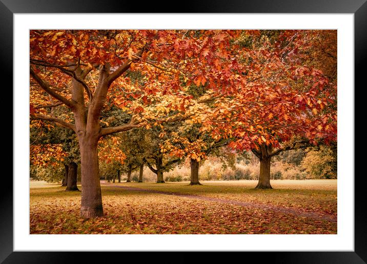 Autumn in Suffolk Framed Mounted Print by Svetlana Sewell