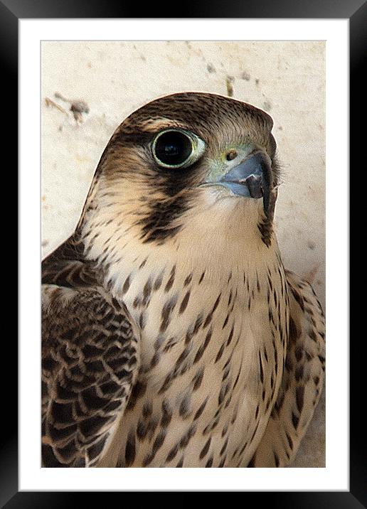 Peregrine Falcon Framed Mounted Print by Brian Beckett