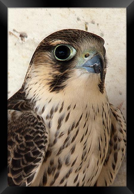 Peregrine Falcon Framed Print by Brian Beckett
