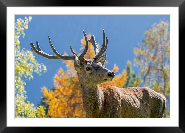Red Deer Stag in Autumn Framed Mounted Print by Arterra 