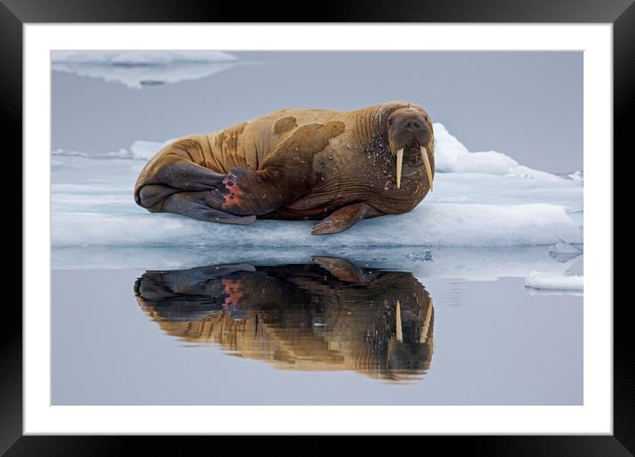 Walrus in Svalbard Framed Mounted Print by Arterra 