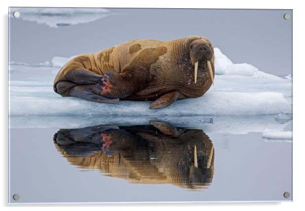 Walrus in Svalbard Acrylic by Arterra 