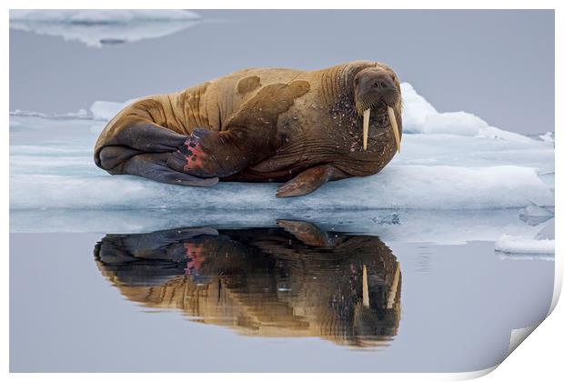 Walrus in Svalbard Print by Arterra 