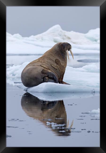 Walrus in Spitsbergen Framed Print by Arterra 