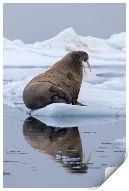 Walrus in Spitsbergen Print by Arterra 