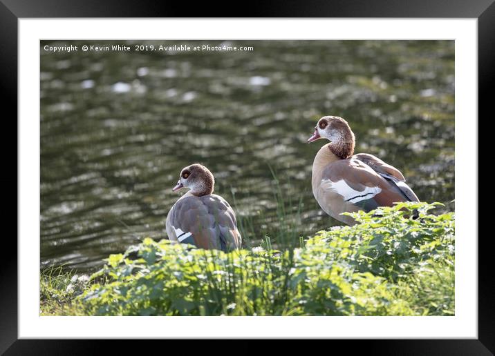 Egyptian goose Framed Mounted Print by Kevin White