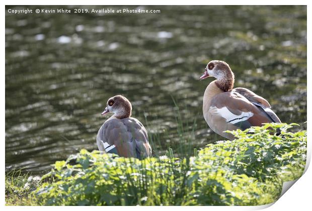 Egyptian goose Print by Kevin White