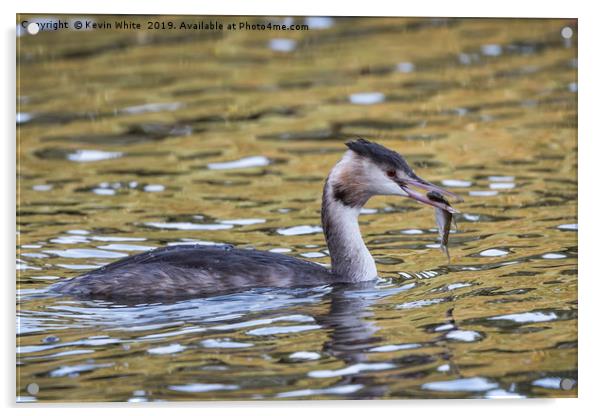 Grebe Acrylic by Kevin White