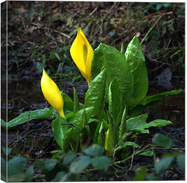 Yellow Skunk Cabbage Canvas Print by Chris Day