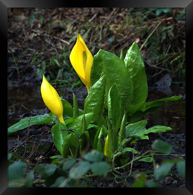 Yellow Skunk Cabbage Framed Print by Chris Day
