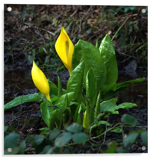 Yellow Skunk Cabbage Acrylic by Chris Day