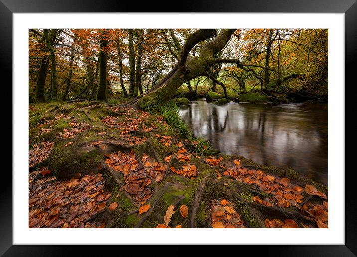 Autumn at Golitha Falls Framed Mounted Print by CHRIS BARNARD