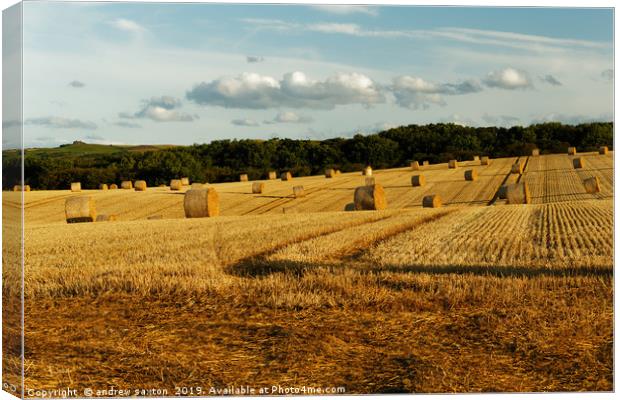 ROLLED FIELD Canvas Print by andrew saxton