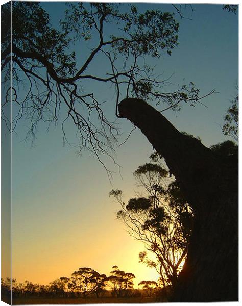In the Trees, Western Australia Sunset Canvas Print by Serena Bowles