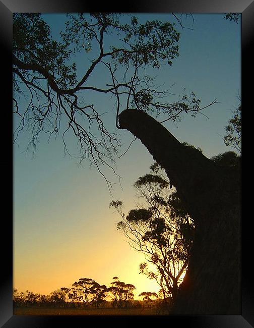 In the Trees, Western Australia Sunset Framed Print by Serena Bowles