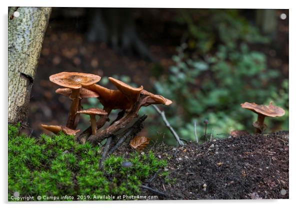 group fungus on green moss in the forest Acrylic by Chris Willemsen