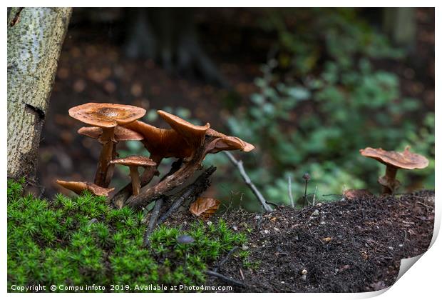 group fungus on green moss in the forest Print by Chris Willemsen