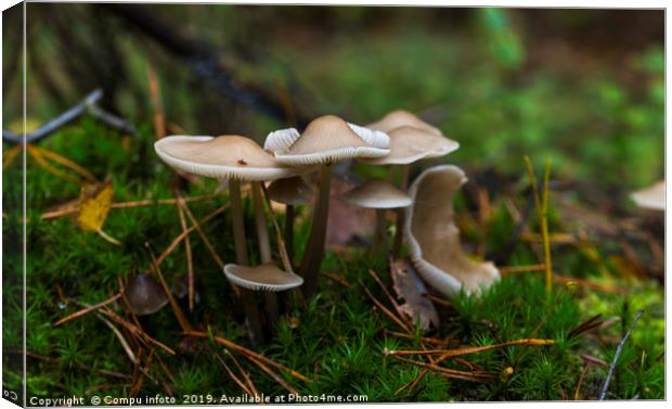 group fungus on green moss in the forest Canvas Print by Chris Willemsen