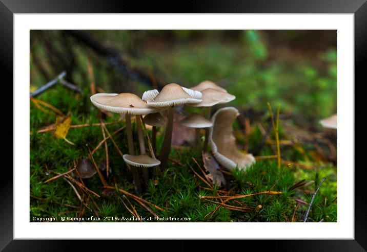 group fungus on green moss in the forest Framed Mounted Print by Chris Willemsen