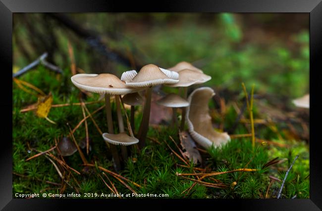 group fungus on green moss in the forest Framed Print by Chris Willemsen